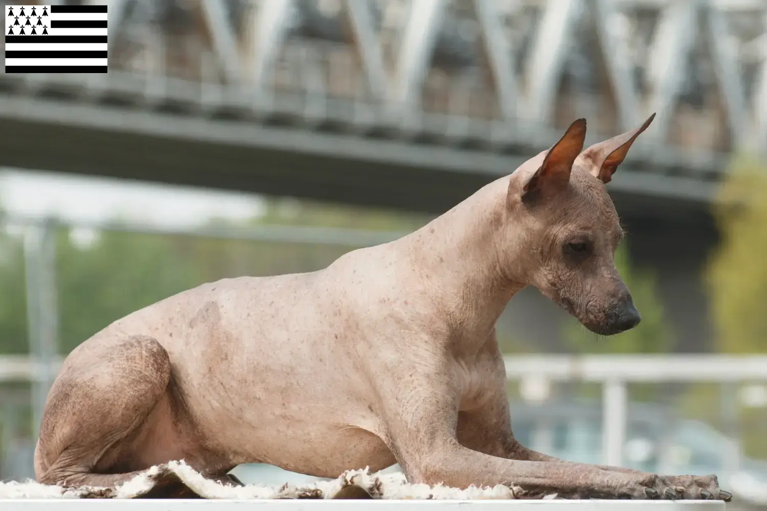Peruanischer Nackthund Welpen und Züchter Bretagne Hier findest Du Peruanische Nackthunde Züchter in der Bretagne .