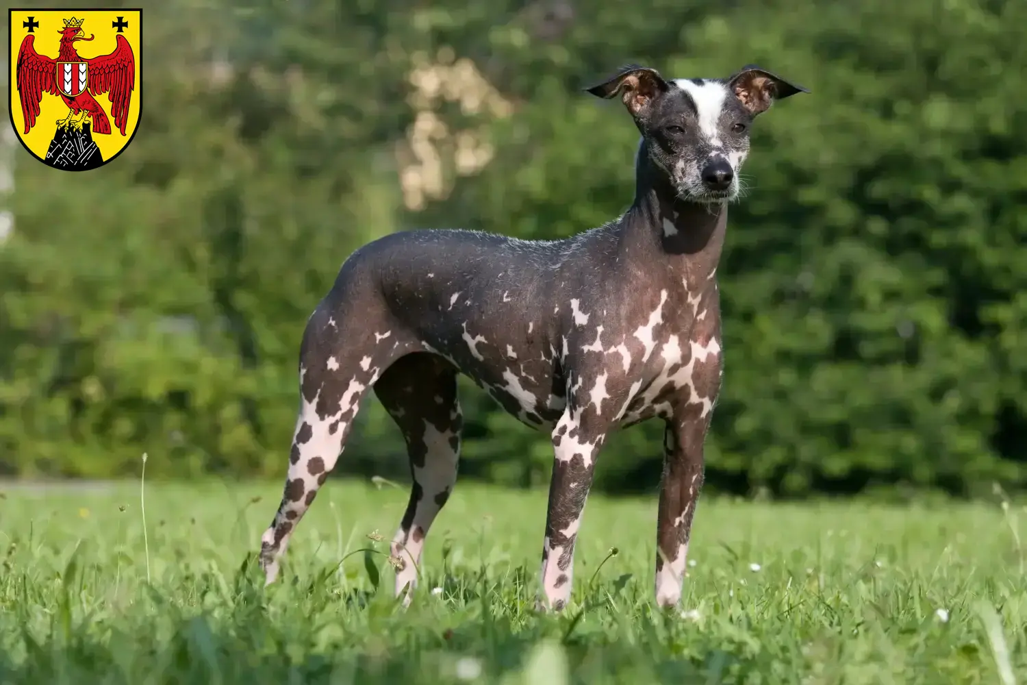 Peruanischer Nackthund Welpen und Züchter Burgenland Hier findest Du Peruanische Nackthunde Züchter im Burgenland.