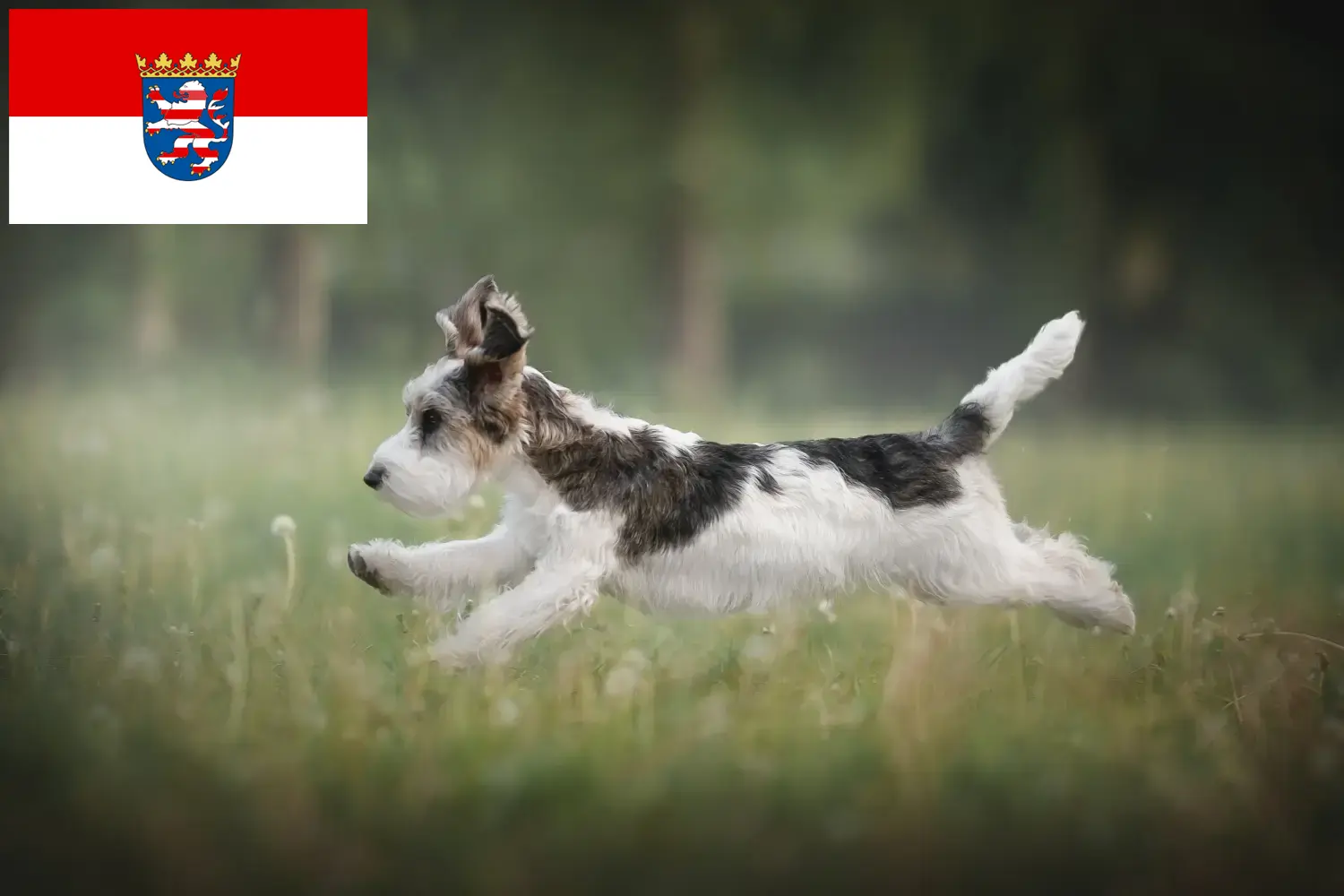 Petit Basset Griffon Vendéen Welpen und Züchter Hessen Hier findest Du Petit Basset Griffon Vendéens Züchter in Hessen.
