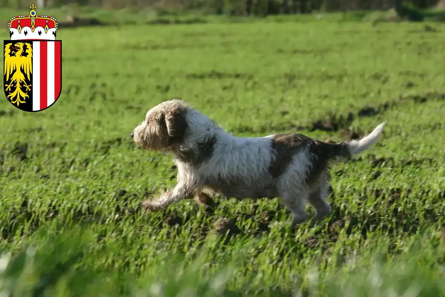 Petit Basset Griffon Vendéen Welpen und Züchter Oberösterreich Hier findest Du Petit Basset Griffon Vendéens Züchter in Oberösterreich.