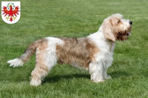 Mehr über den Artikel erfahren Petit Basset Griffon Vendéen Züchter und Welpen in Tirol