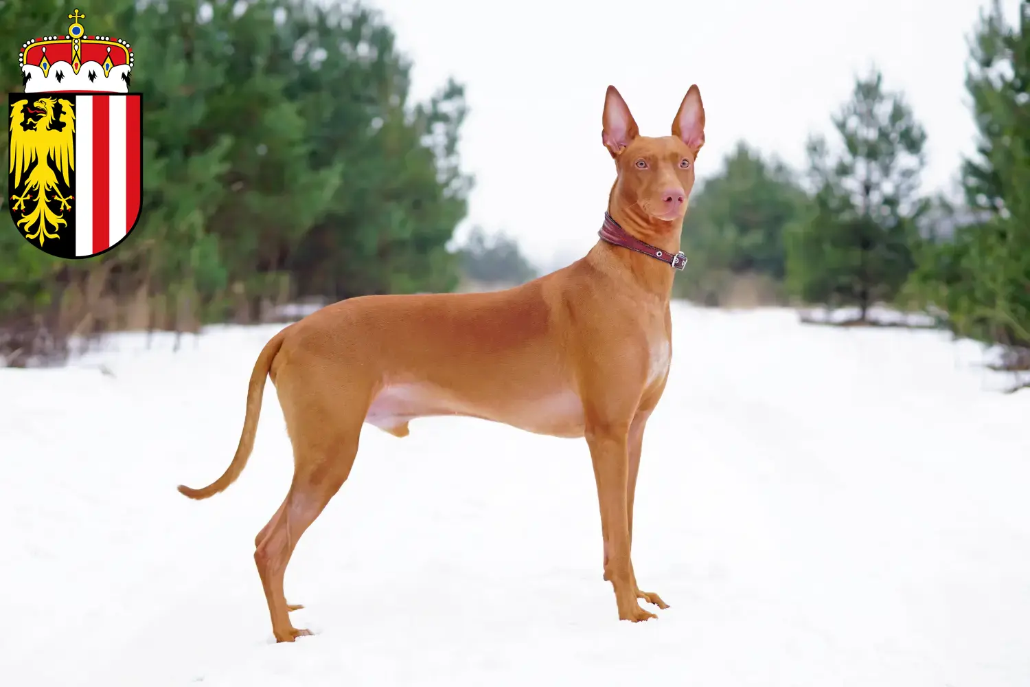 Pharaonenhund Welpen und Züchter Oberösterreich Hier findest Du Pharaonenhunde Züchter in Oberösterreich.
