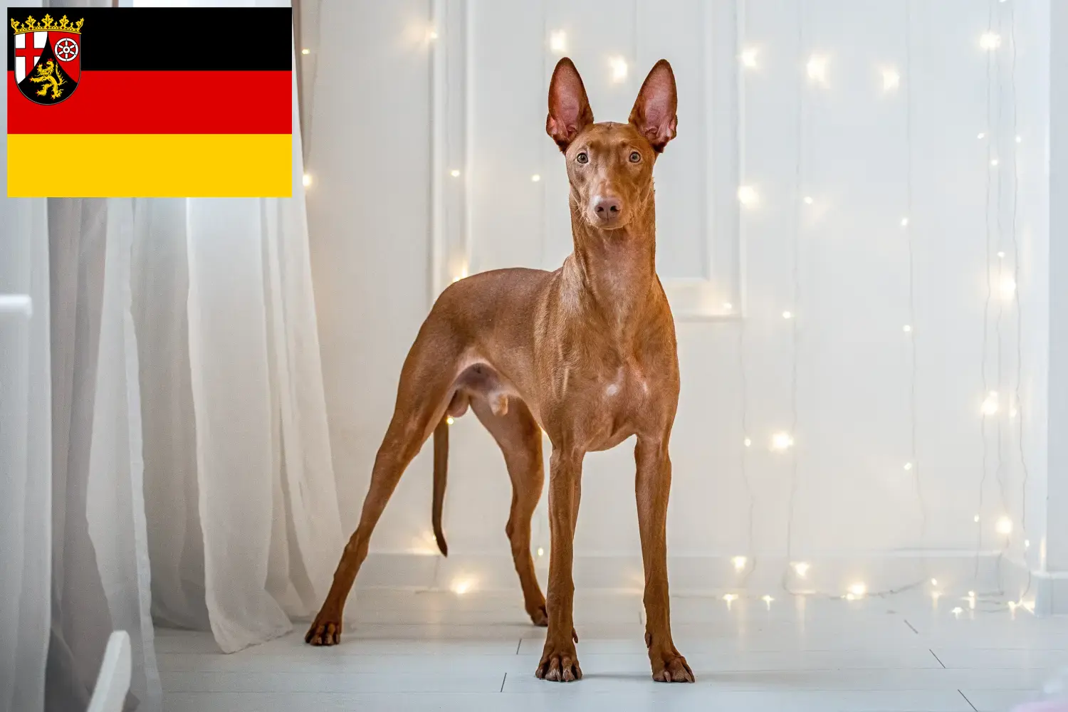 Pharaonenhund Welpen und Züchter Rheinland-Pfalz Hier findest Du Pharaonenhunde Züchter in Rheinland-Pfalz.