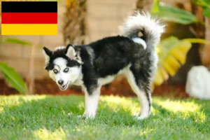 Mehr über den Artikel erfahren Pomsky Züchter und Welpen in Deutschland
