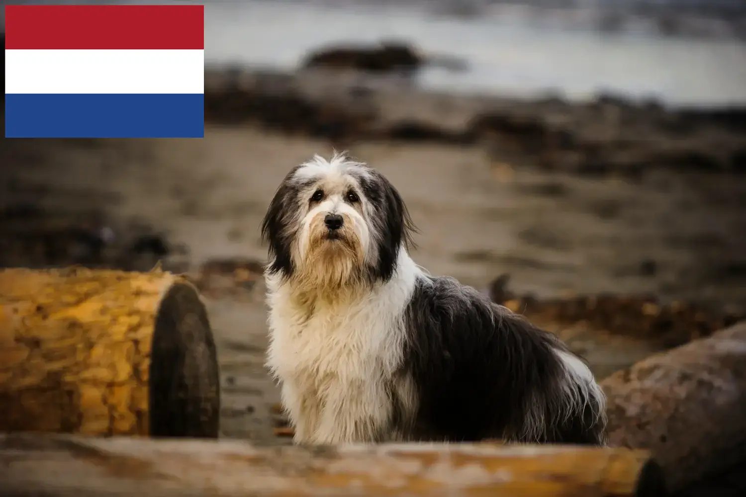 PON Welpen und Züchter Niederlande Hier findest Du PONs Züchter in den Niederlanden.