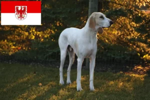 Mehr über den Artikel erfahren Porcelaine Züchter und Welpen in Brandenburg