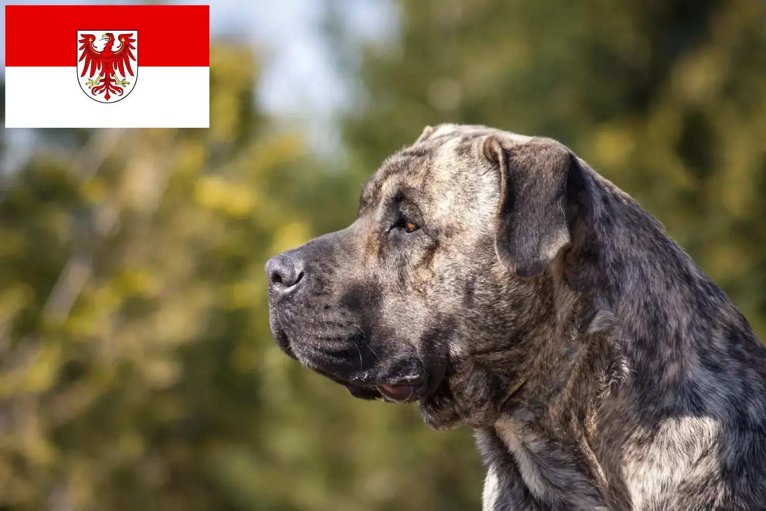 Presa Canario Welpen und Züchter Brandenburg Hier findest Du Presa Canarios Züchter in Brandenburg.
