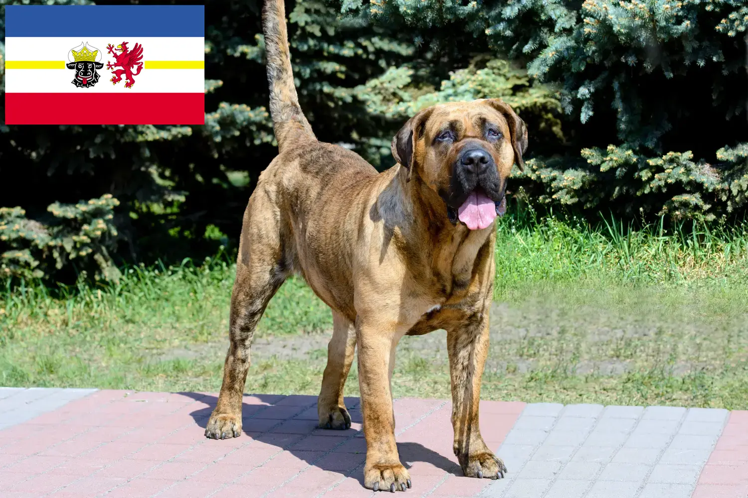 Presa Canario Welpen und Züchter Mecklenburg-Vorpommern Hier findest Du Presa Canarios Züchter in Mecklenburg-Vorpommern.