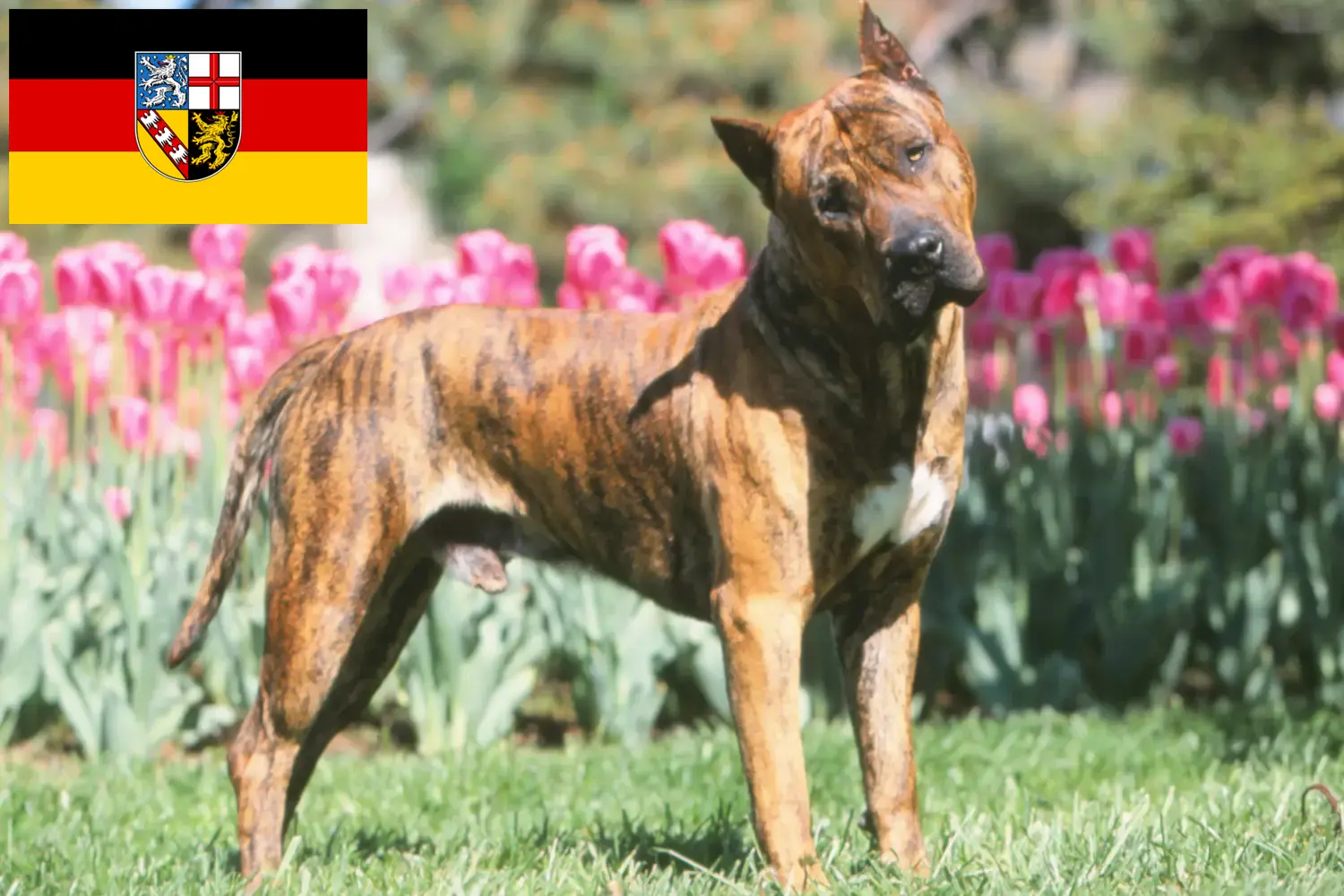 Presa Canario Welpen und Züchter Saarland Hier findest Du Presa Canarios Züchter im Saarland.