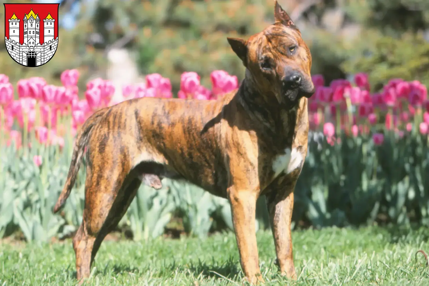 Presa Canario Welpen und Züchter Salzburg Hier findest Du Presa Canarios Züchter in Salzburg.