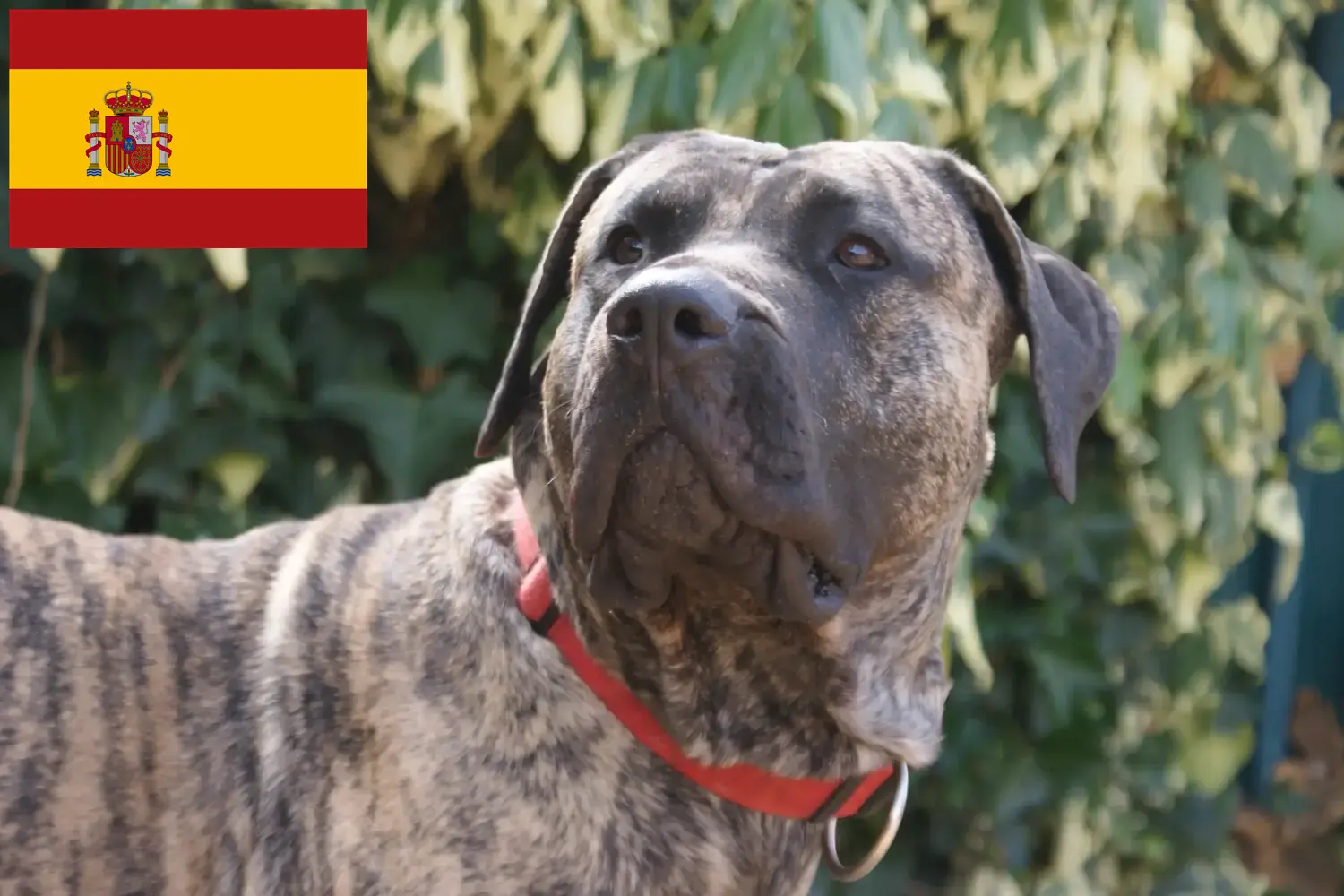 Presa Canario Welpen und Züchter Spanien Hier findest Du Presa Canarios Züchter in Spanien.