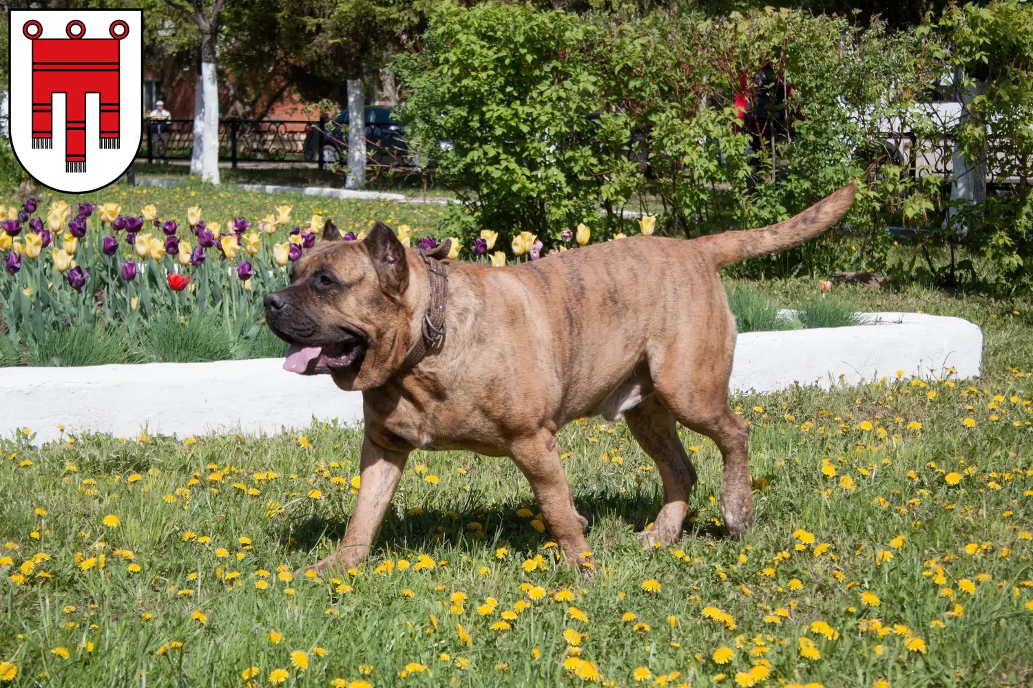 Presa Canario Welpen und Züchter Vorarlberg Hier findest Du Presa Canarios Züchter in Vorarlberg.
