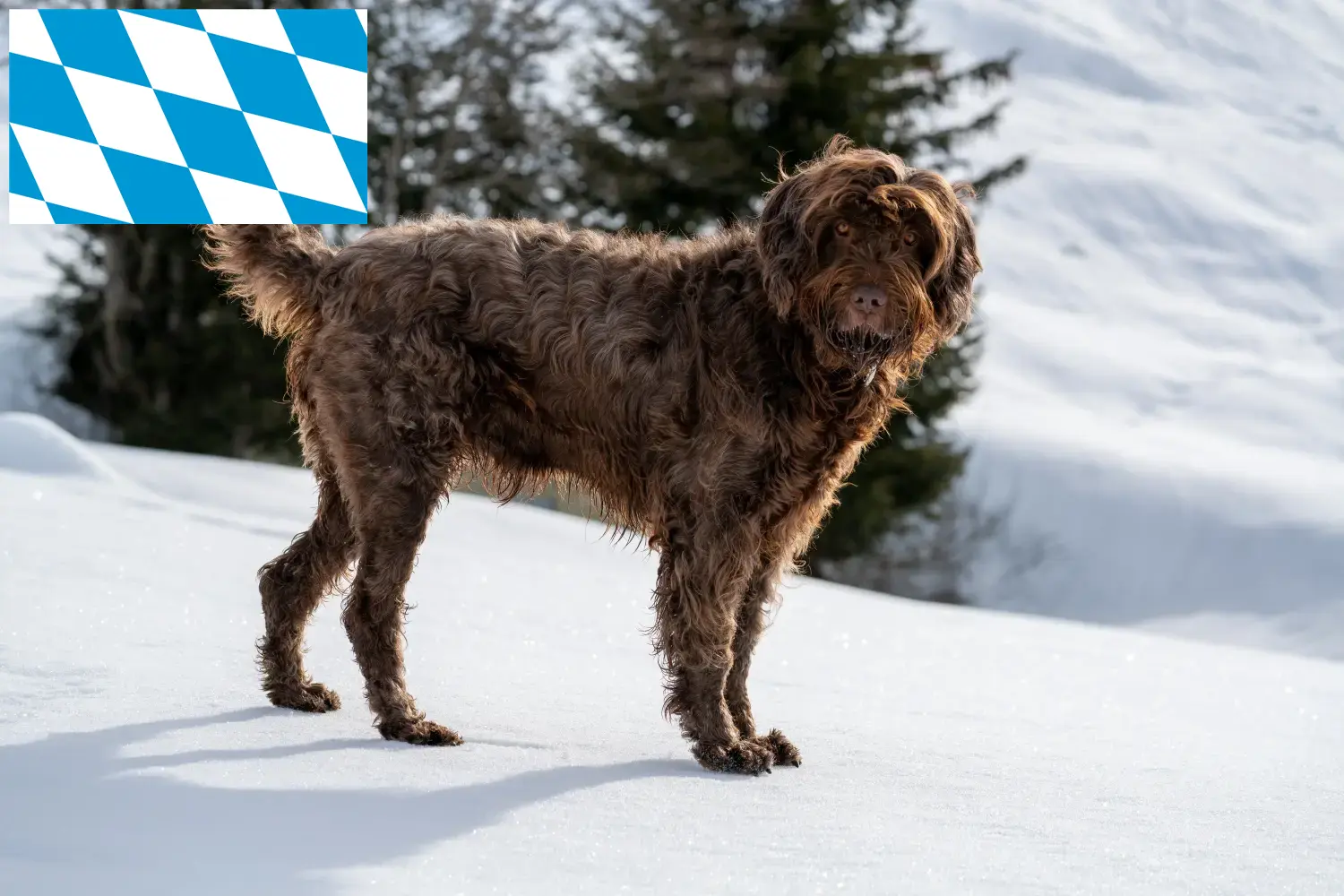 Pudelpointer Welpen und Züchter Bayern Hier findest Du Pudelpointer Züchter in Bayern.