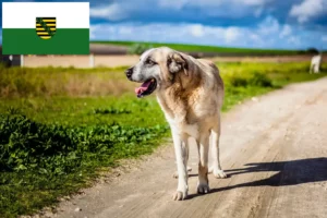 Mehr über den Artikel erfahren Rafeiro do Alentejo Züchter und Welpen in Sachsen