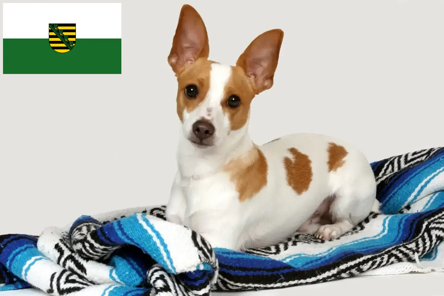 Rat Terrier Welpen und Züchter Sachsen Hier findest Du Rat Terrier Züchter in Sachsen.