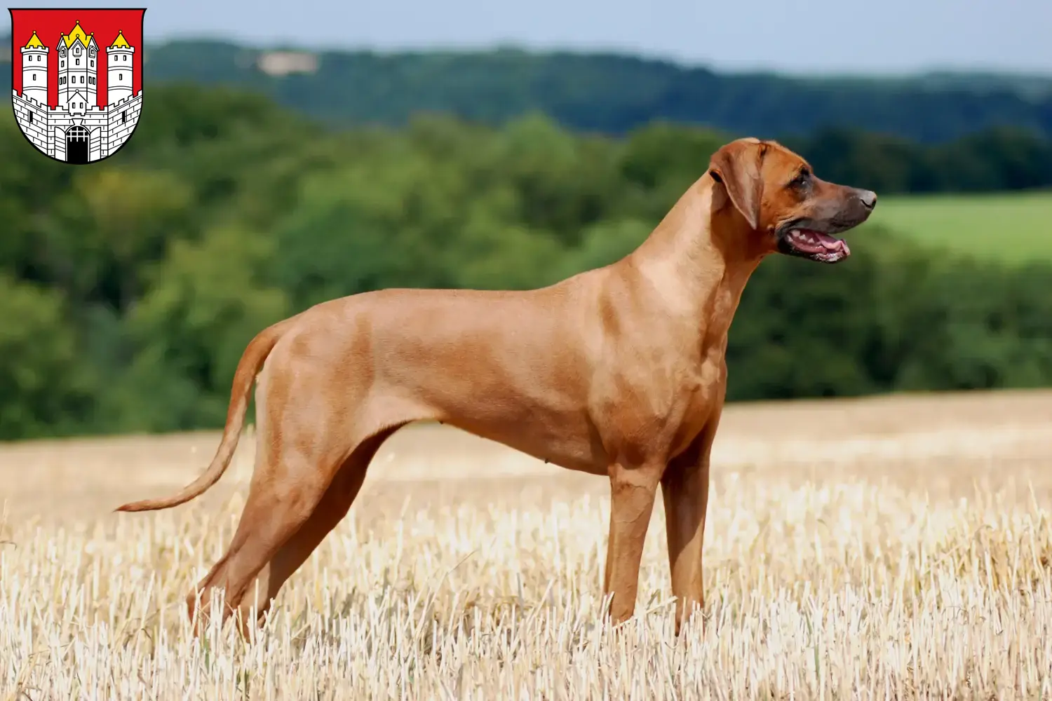 Rhodesian Ridgeback Welpen und Züchter Salzburg Hier findest Du Rhodesian Ridgebacks Züchter in Salzburg.
