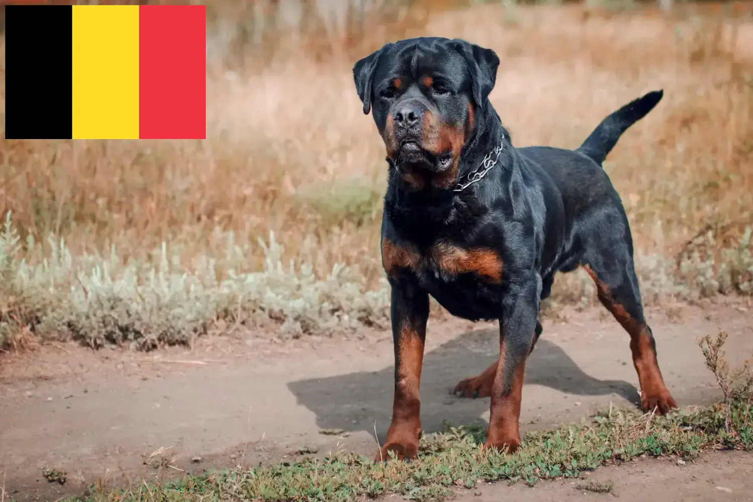 Rottweiler Welpen und Züchter Belgien Hier findest Du Rottweiler Züchter in Belgien.