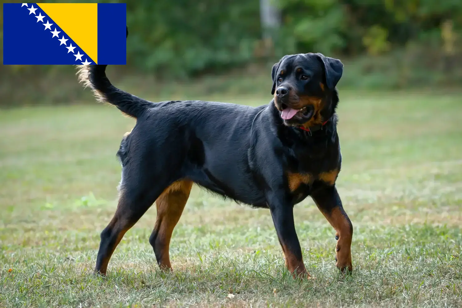 Rottweiler Welpen und Züchter Bosnien und Herzegowina Hier findest Du Rottweiler Züchter in Bosnien und Herzegowina.