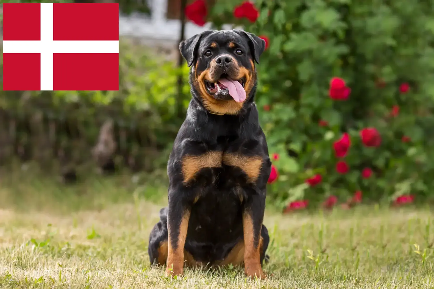 Rottweiler Welpen und Züchter Dänemark Hier findest Du Rottweiler Züchter in Dänemark.