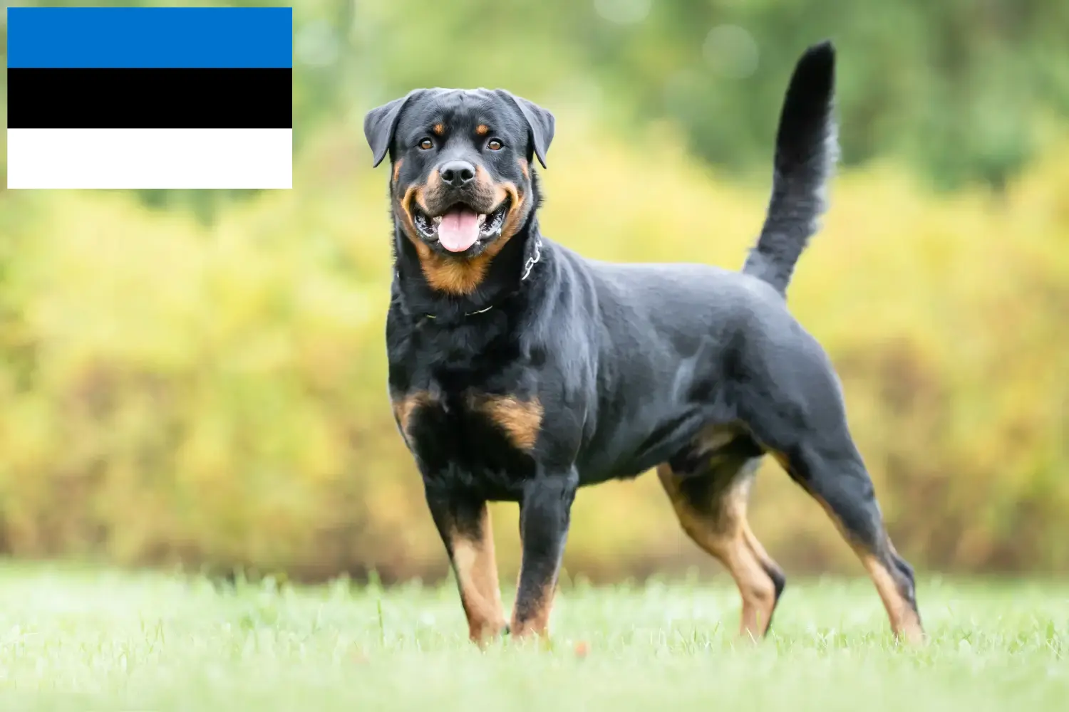 Rottweiler Welpen und Züchter Estland Hier findest Du Rottweiler Züchter in Estland.