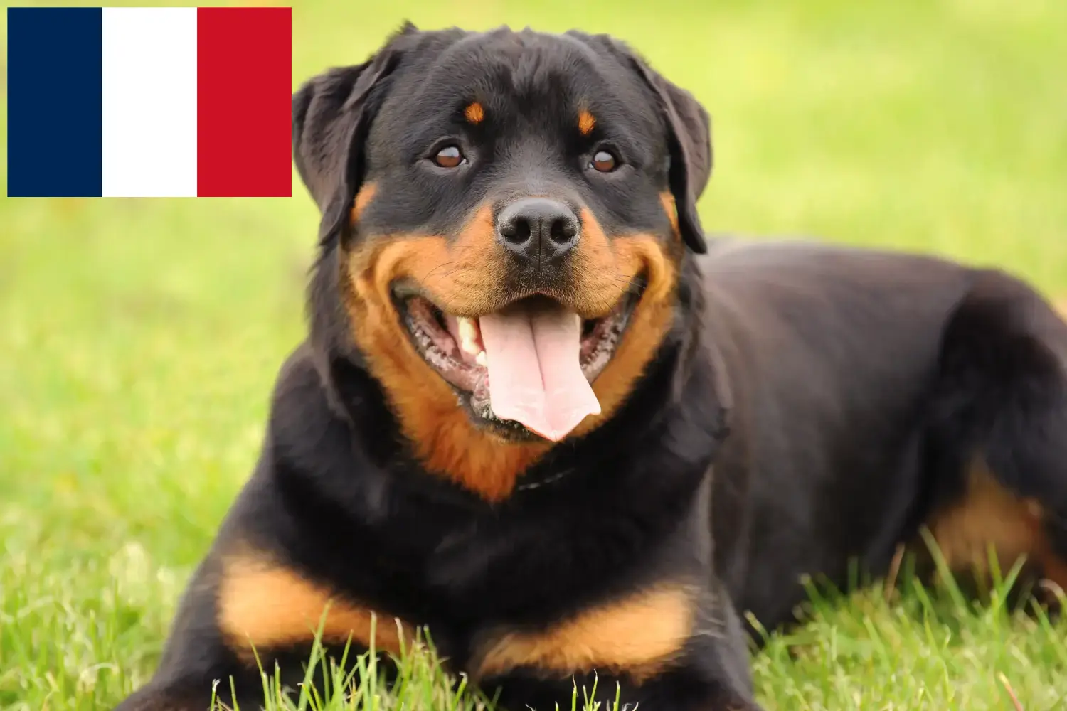 Rottweiler Welpen und Züchter Frankreich Hier findest Du Rottweiler Züchter in Frankreich.