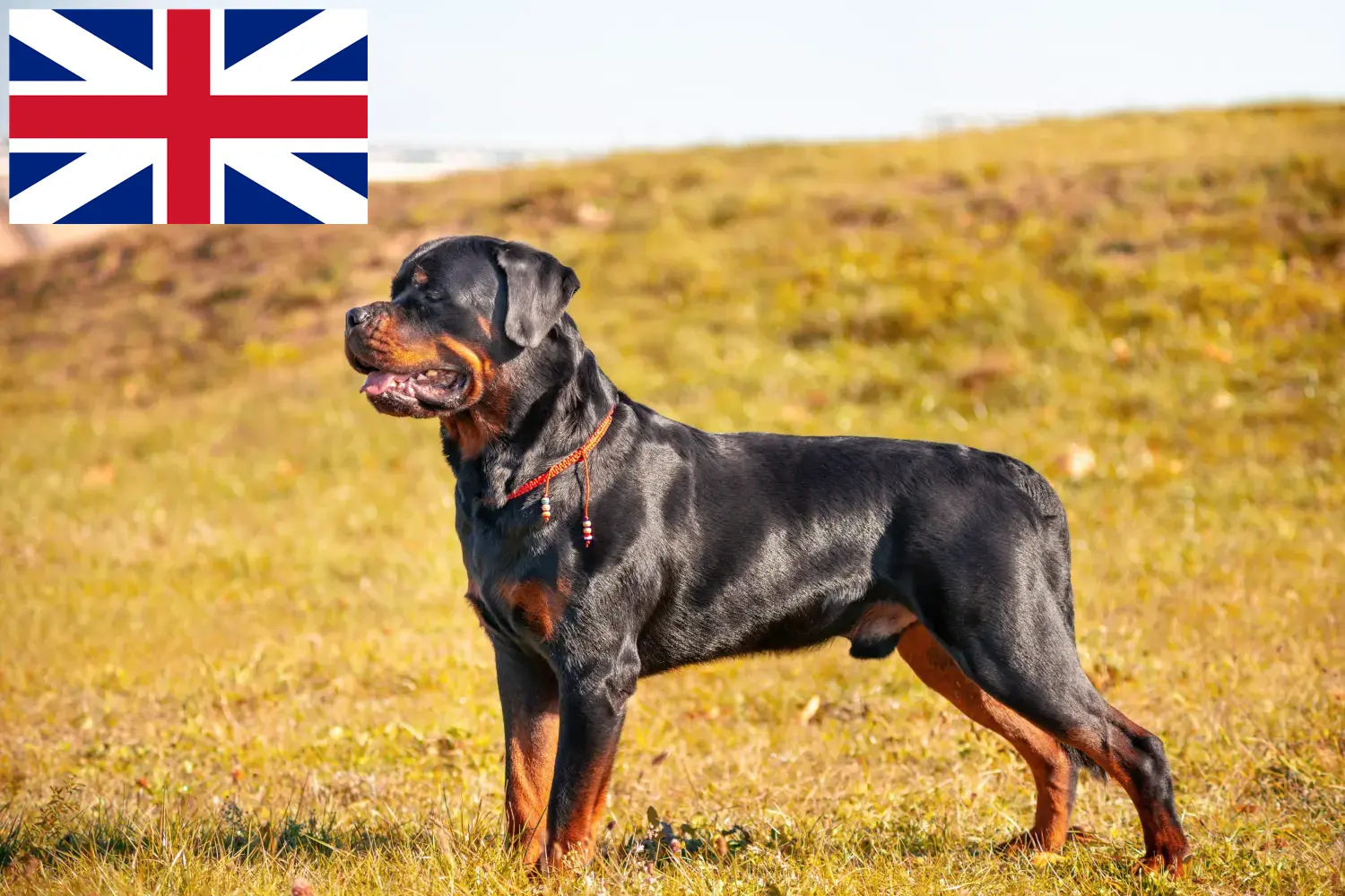 Rottweiler Welpen und Züchter Großbritannien Hier findest Du Rottweiler Züchter in Großbritannien.