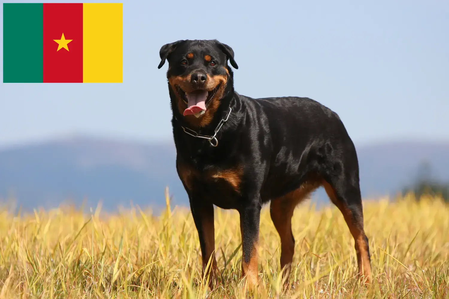 Rottweiler Welpen und Züchter Kamerun Hier findest Du Rottweiler Züchter in Kamerun.