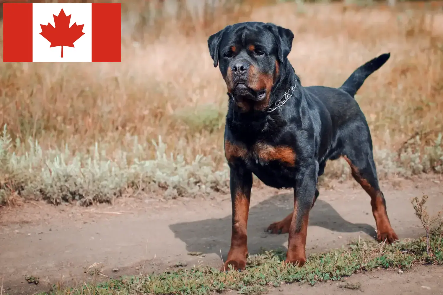 Rottweiler Welpen und Züchter Kanada Hier findest Du Rottweiler Züchter in Kanada.