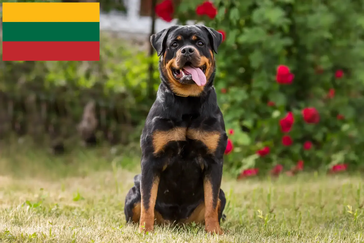 Rottweiler Welpen und Züchter Litauen Hier findest Du Rottweiler Züchter in Litauen.