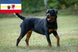 Mehr über den Artikel erfahren Rottweiler Züchter und Welpen in Mecklenburg-Vorpommern