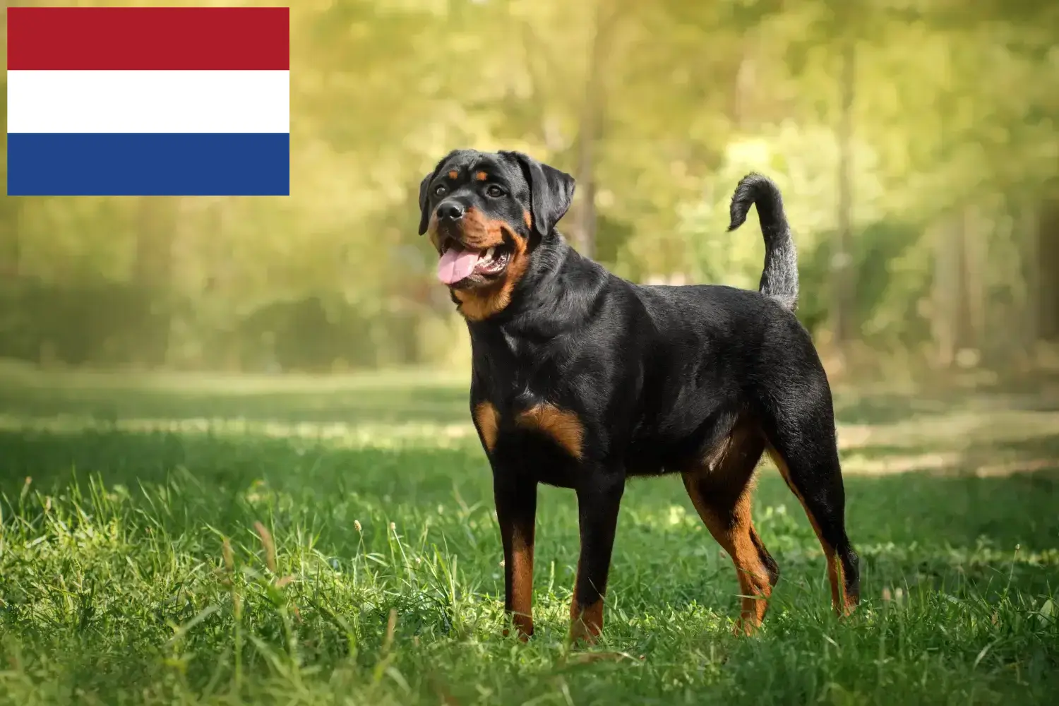 Rottweiler Welpen und Züchter Niederlande Hier findest Du Rottweiler Züchter in den Niederlanden.
