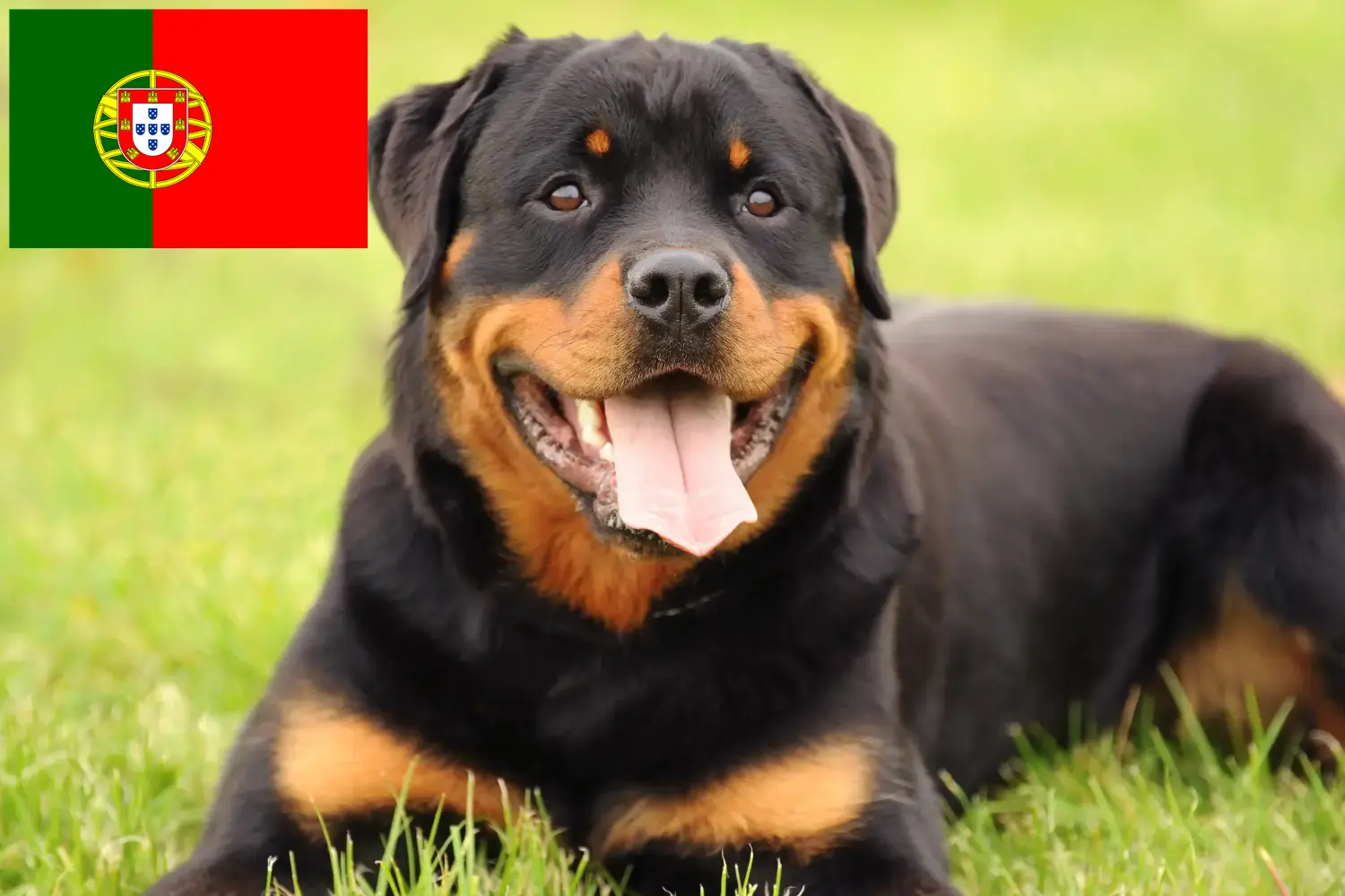 Rottweiler Welpen und Züchter Portugal Hier findest Du Rottweiler Züchter in Portugal.