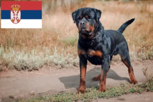 Mehr über den Artikel erfahren Rottweiler Züchter und Welpen in Serbien
