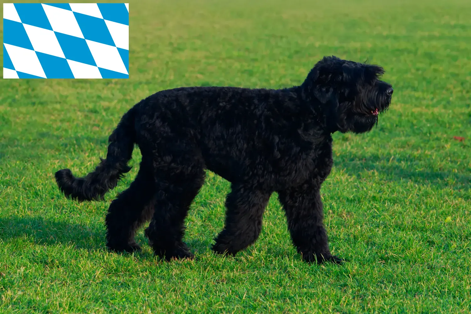 Russischer Schwarzer Terrier Welpen und Züchter Bayern Hier findest Du Russische Schwarze Terrier Züchter in Bayern.