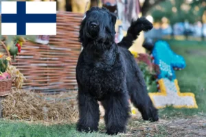 Mehr über den Artikel erfahren Russischer Schwarzer Terrier Züchter und Welpen in Finnland