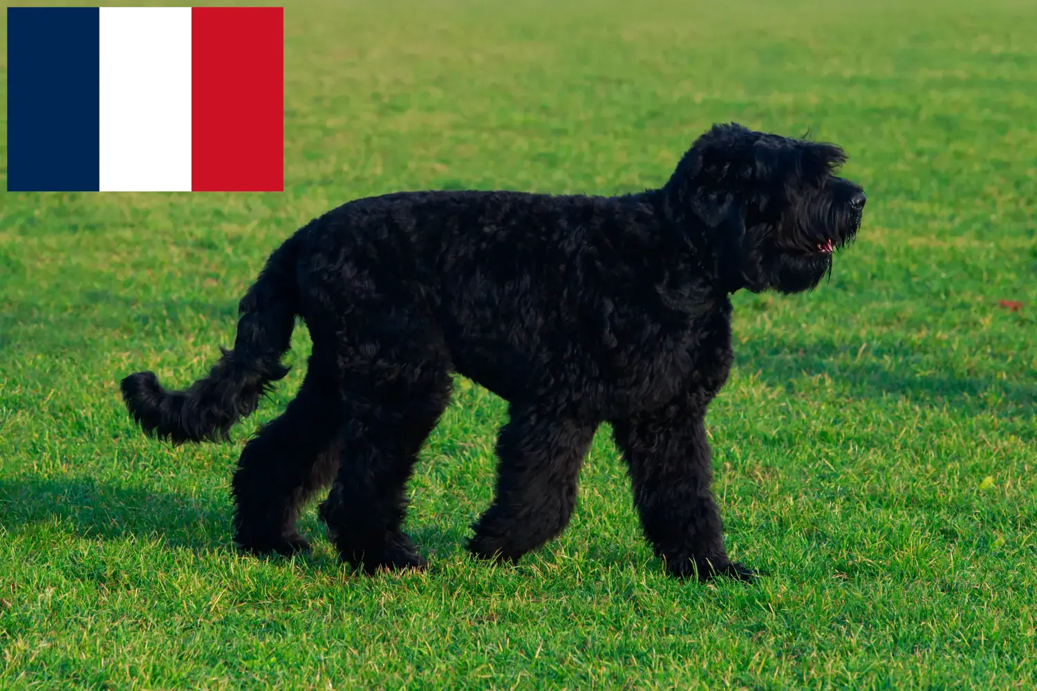 Russischer Schwarzer Terrier Welpen und Züchter Frankreich Hier findest Du Russische Schwarze Terrier Züchter in Frankreich.