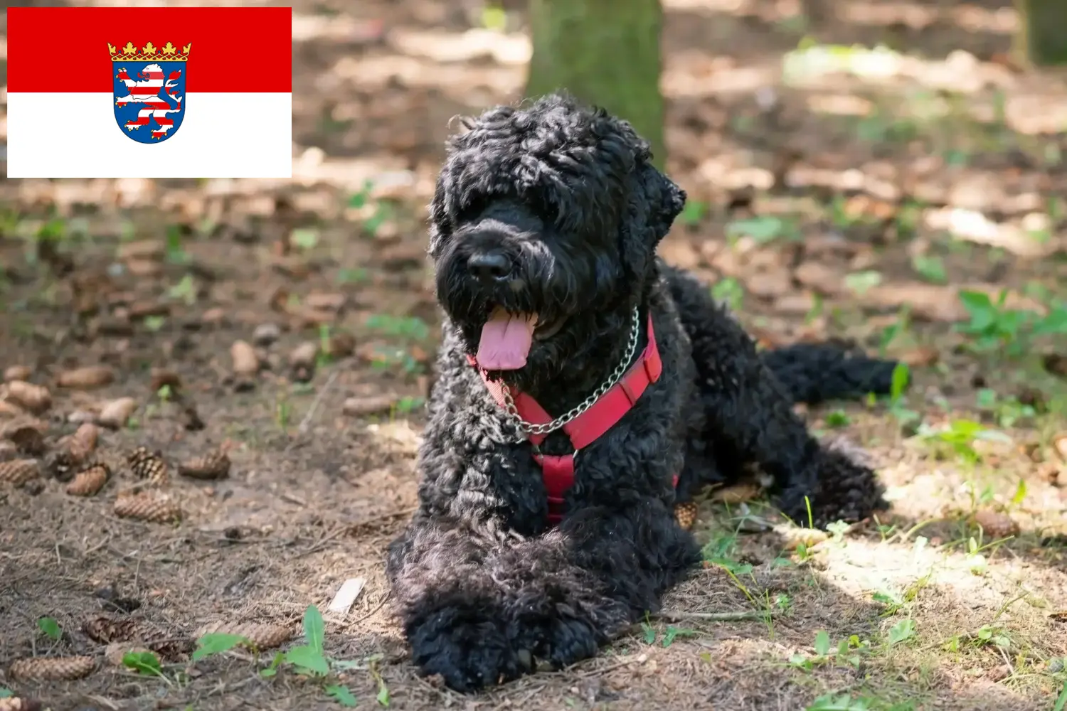 Russischer Schwarzer Terrier Welpen und Züchter Hessen Hier findest Du Russische Schwarze Terrier Züchter in Hessen.