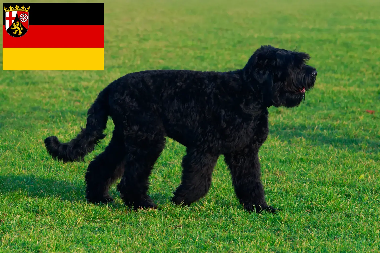 Russischer Schwarzer Terrier Welpen und Züchter Rheinland-Pfalz Hier findest Du Russische Schwarze Terrier Züchter in Rheinland-Pfalz.