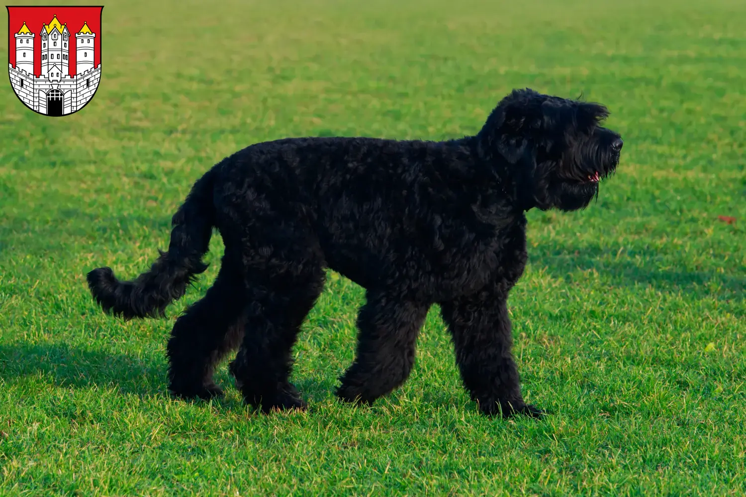 Russischer Schwarzer Terrier Welpen und Züchter Salzburg Hier findest Du Russische Schwarze Terrier Züchter in Salzburg.