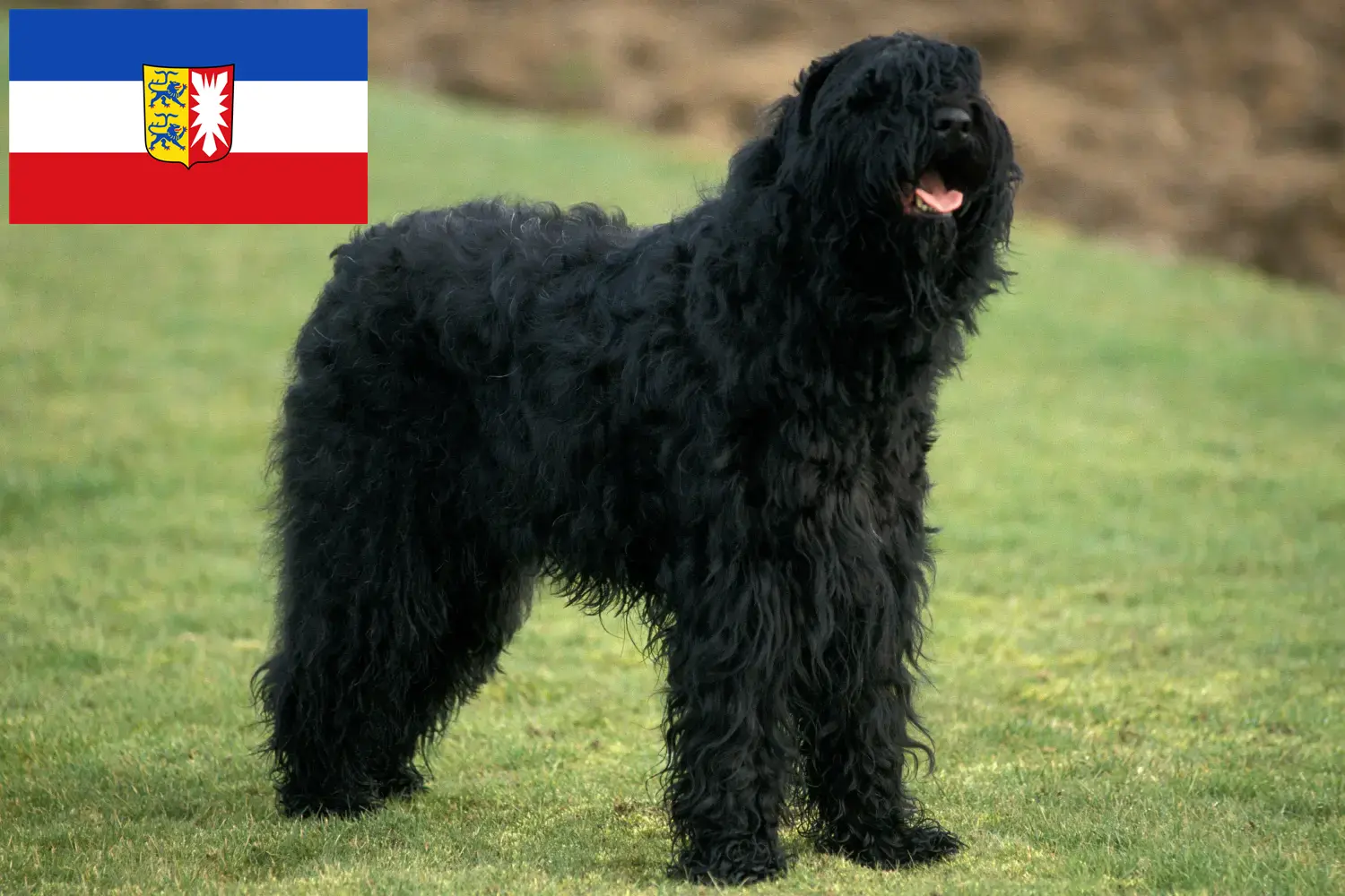 Russischer Schwarzer Terrier Welpen und Züchter Schleswig-Holstein Hier findest Du Russische Schwarze Terrier Züchter in Schleswig-Holstein.