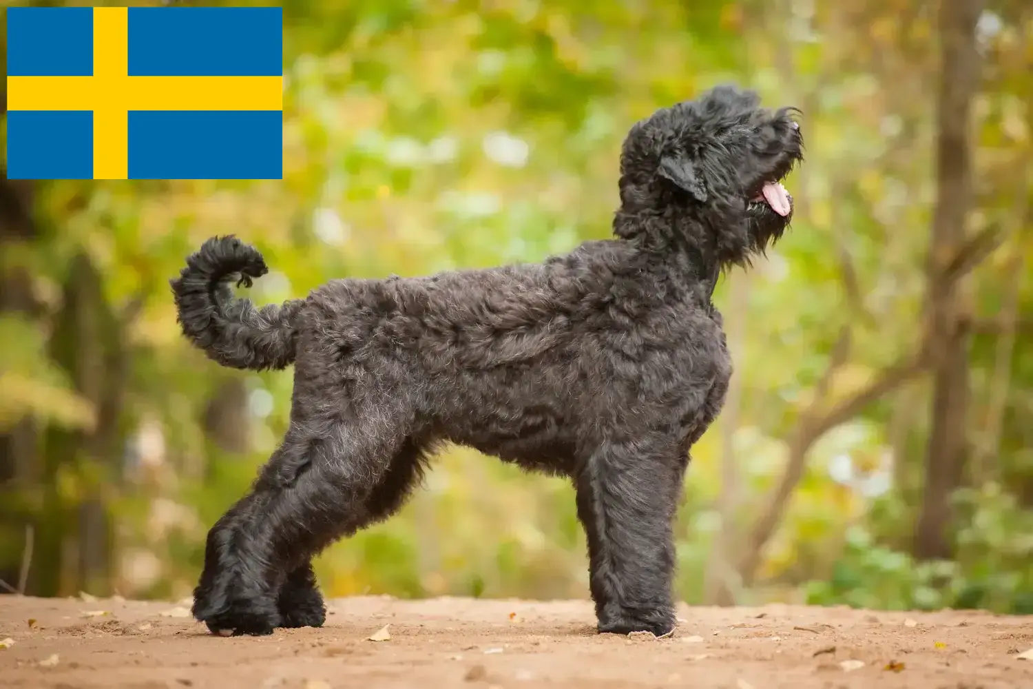 Russischer Schwarzer Terrier Welpen und Züchter Schweden Hier findest Du Russische Schwarze Terrier Züchter in Schweden.