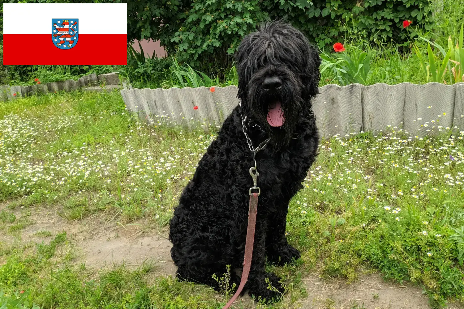 Russischer Schwarzer Terrier Welpen und Züchter Thüringen Hier findest Du Russische Schwarze Terrier Züchter in Thüringen.