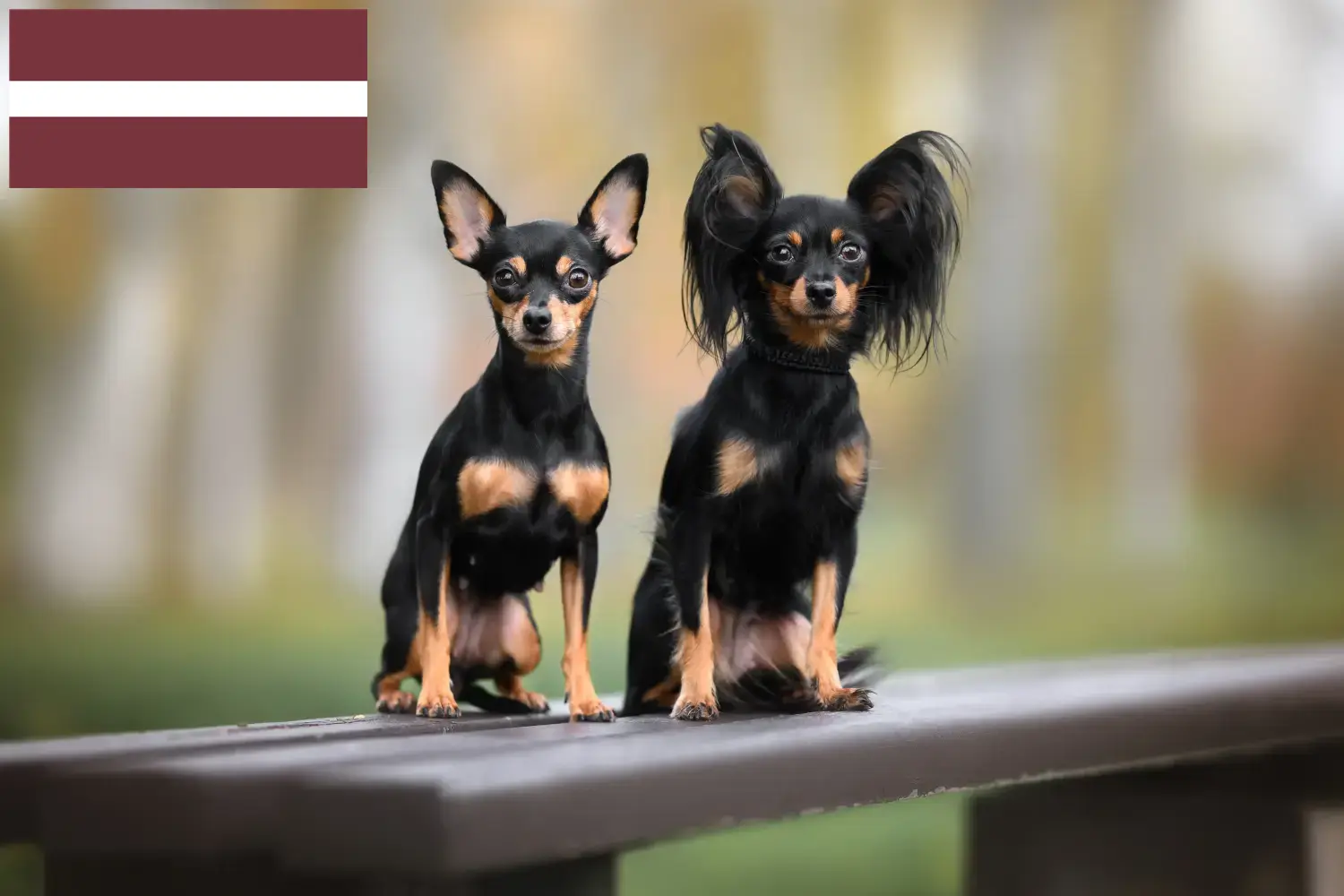 Russkiy Toy Welpen und Züchter Lettland Hier findest Du Russkiy Toys Züchter in Lettland.