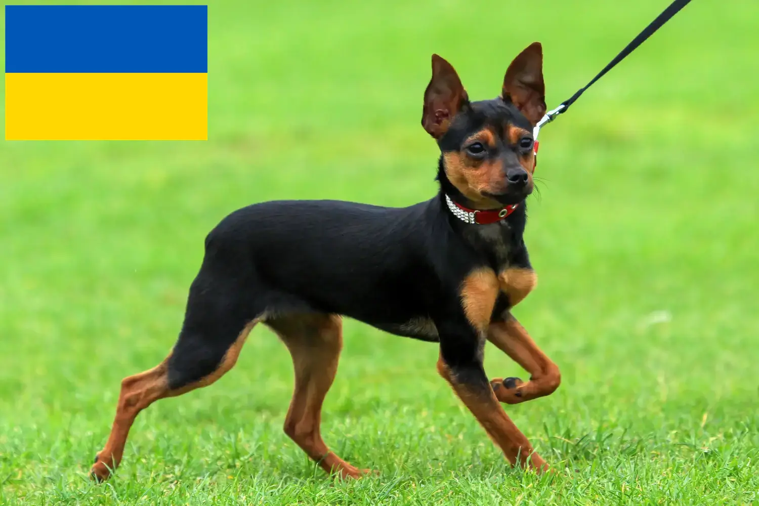 Russkiy Toy Welpen und Züchter Ukraine Hier findest Du Russkiy Toys Züchter in der Ukraine.