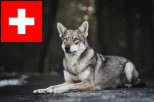 Mehr über den Artikel erfahren Saarloos-Wolfhund Züchter und Welpen in der Schweiz