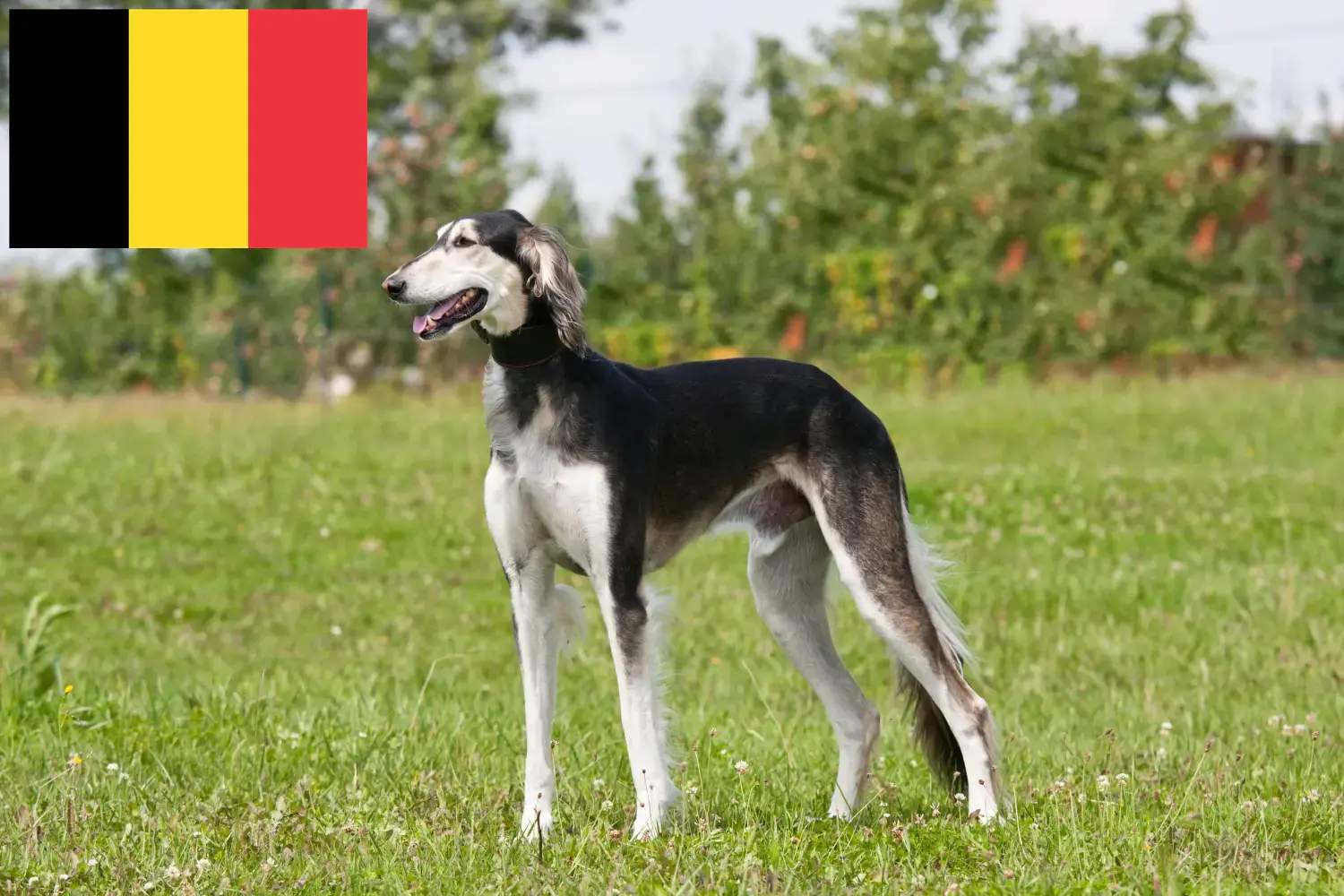 Saluki Welpen und Züchter Belgien Hier findest Du Salukis Züchter in Belgien.