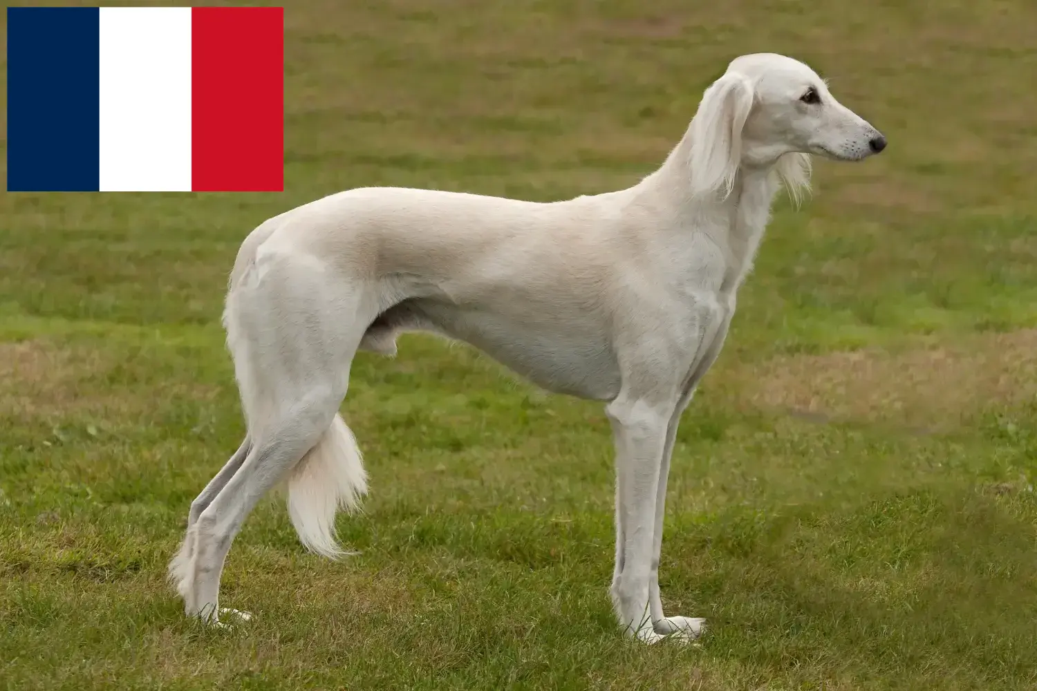 Saluki Welpen und Züchter Frankreich Hier findest Du Salukis Züchter in Frankreich.