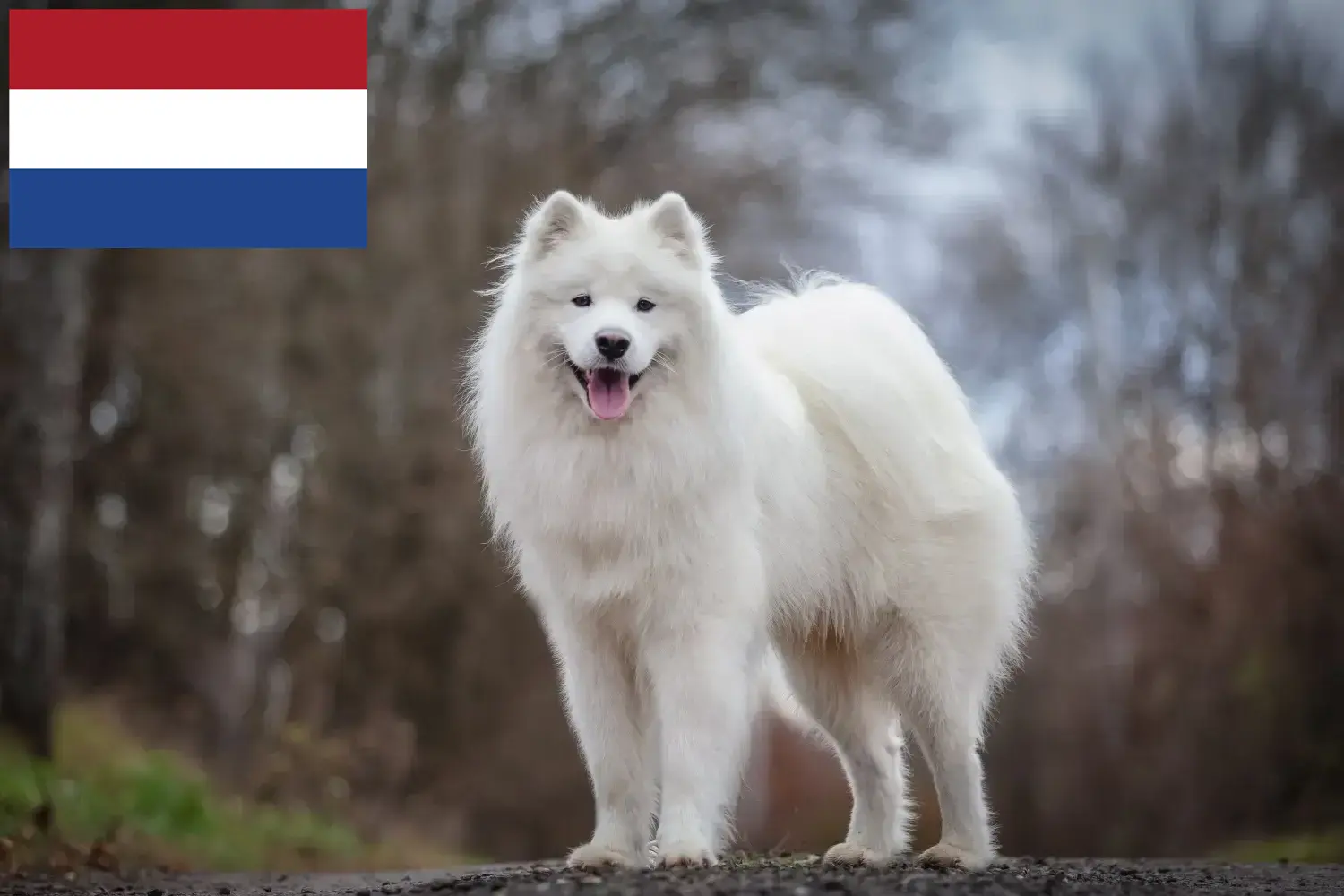 Samojede Welpen und Züchter Niederlande Hier findest Du Samojeden Züchter in den Niederlanden.
