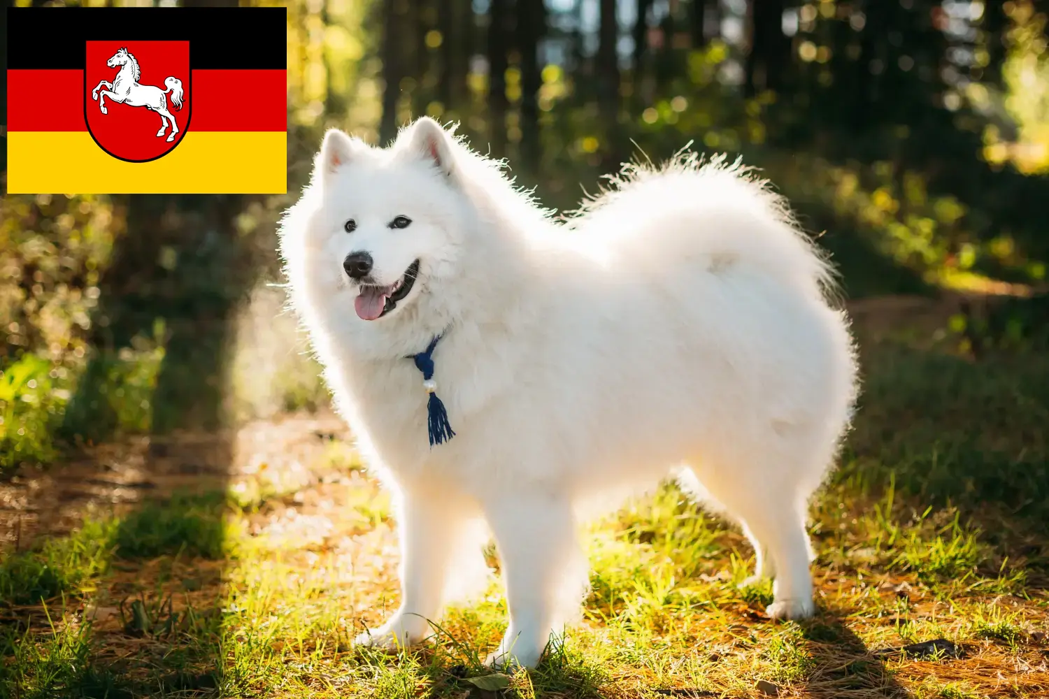 Samojede Welpen und Züchter Niedersachsen Hier findest Du Samojeden Züchter in Niedersachsen.