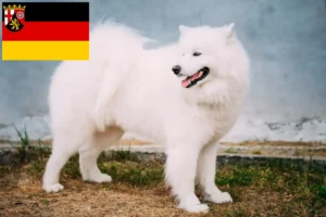 Mehr über den Artikel erfahren Samojede Züchter und Welpen in Rheinland-Pfalz